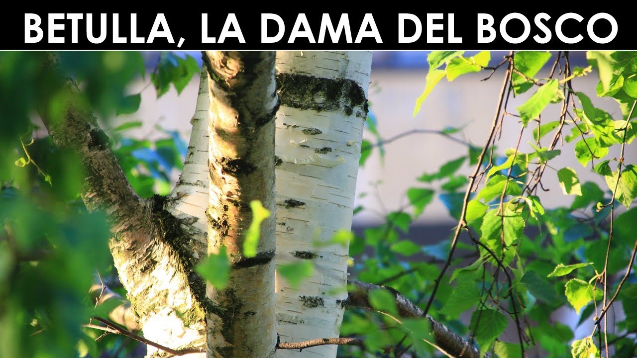 TramErboristiche - La dama dei boschi