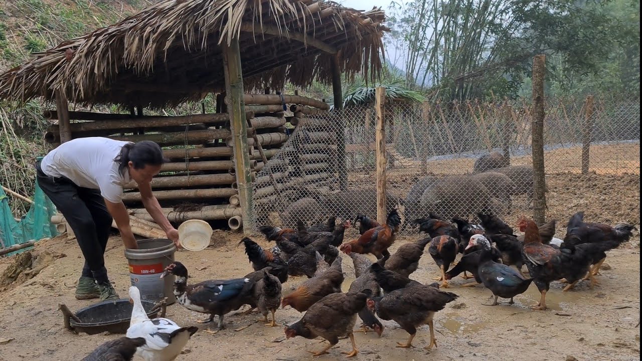 The farm is crowded with animals before winter approaches, Forest life,  king kong amazon, Fp 266