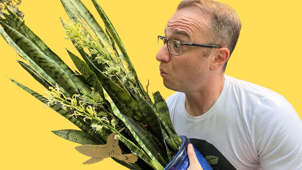 Blooming Snake Plants: Does It Mean It's DYING???