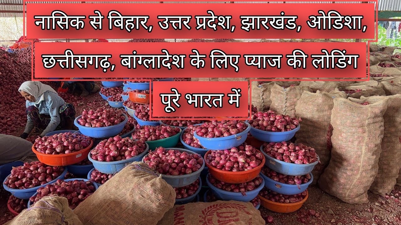 Nashik Onion Loading for Bihar, UP, Bangladesh & Odisha, Assam, Jharkhand, Chhattisgarh! Fast supply