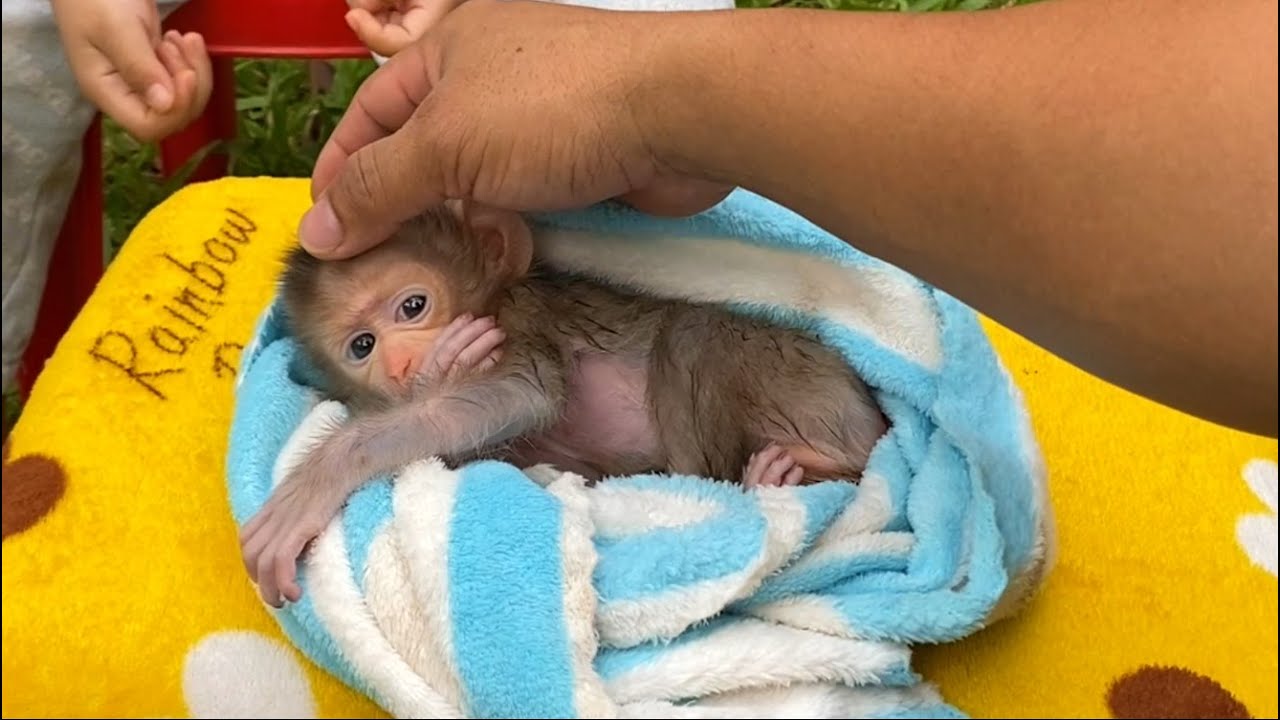 Little Puppy Monkey Care By Mum Bathing So Lovely