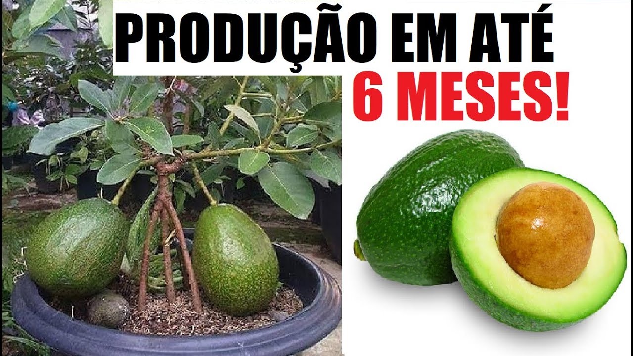 Como ter abacateiro em vaso, produ&ccedil;&atilde;o em at&eacute; 6 meses!