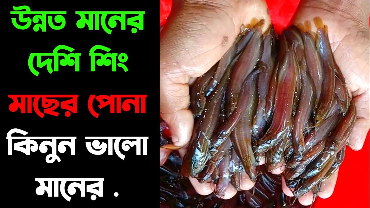 উন্নত মানের দেশি শিং মাছের পোনা কিনুন ভালো মানের