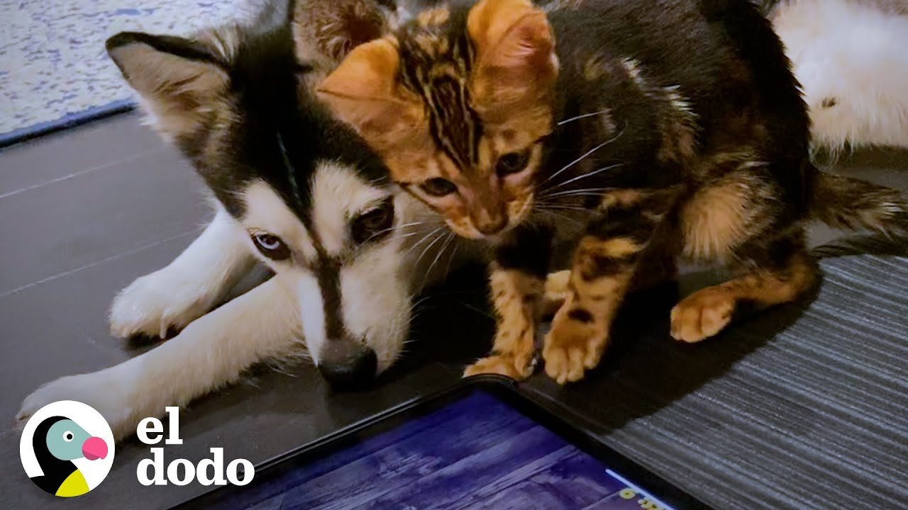 Husky era un hijo único malcriado, hasta que llegó este pequeño gatito | El Dodo