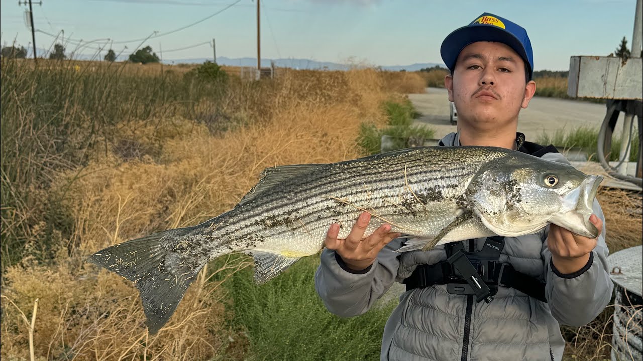 Catching big striped bass in grizzly island ca (New PB)