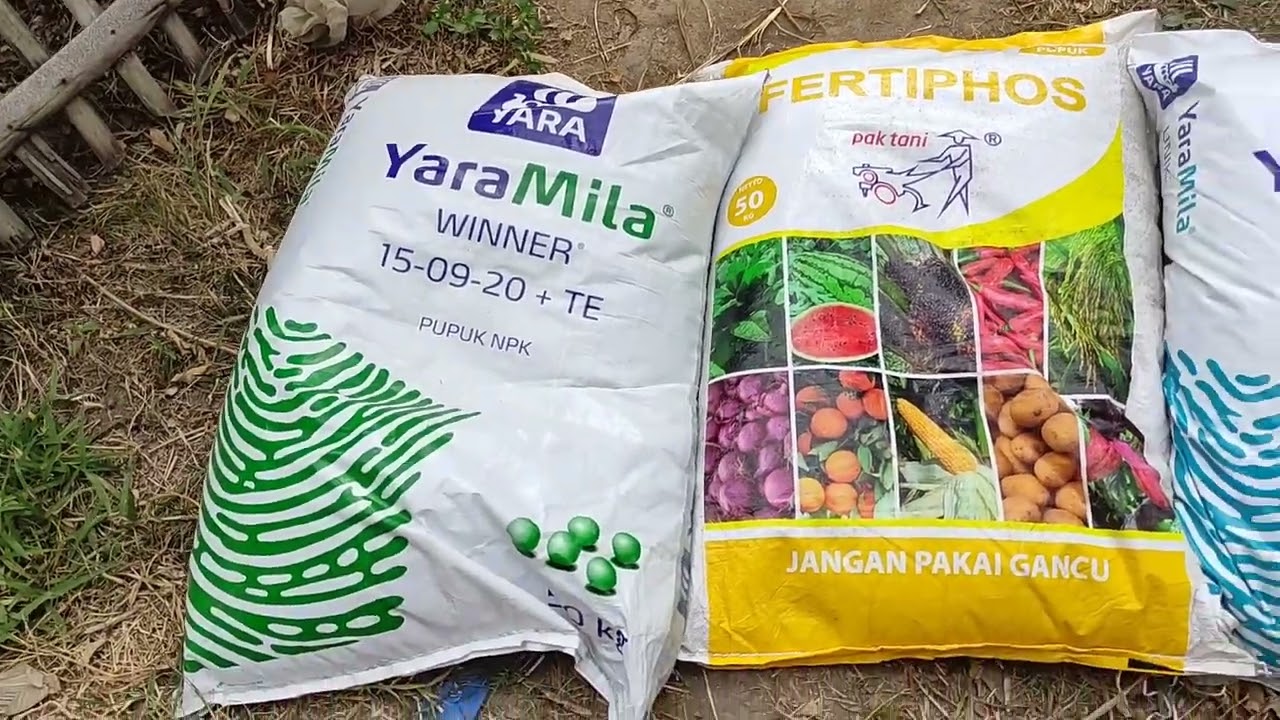 Pembungaan Jeruk Campuran Yara Mila Unik 16 Yara Milla Winner & Fertiphos