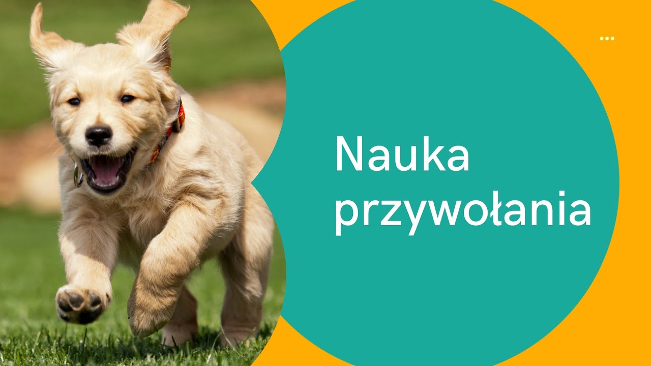 Jak nauczyć psa przywołania? Komenda 