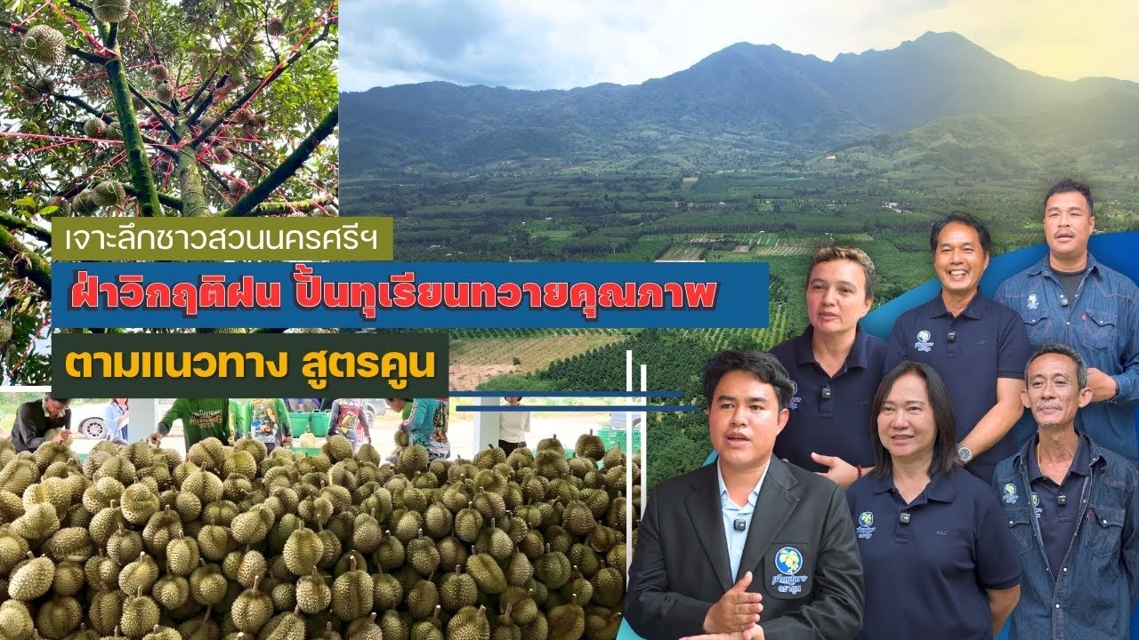 [Eng Subs] เจาะลึกชาวสวนนครศรี ฝ่าวิกฤติฝน ปั้นทุเรียนทวายคุณภาพ ตามแนวทางสูตรคูน
