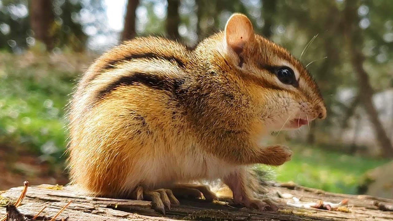 엄마 아빠를 반반씩 닮은 아기 다람쥐 Baby Chipmunk Looks Like Half Mother Half Father
