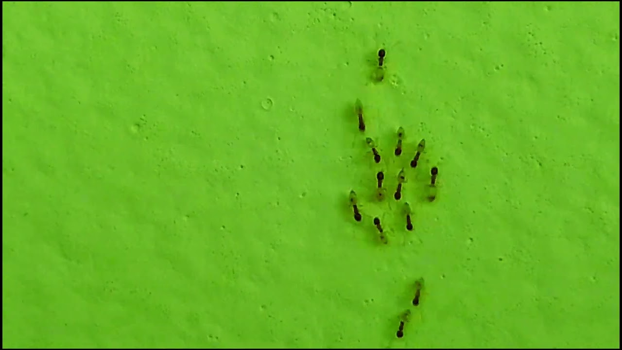 Ants. Formicas. Formicidae