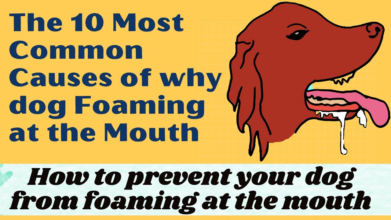 Why is my dog foaming at the mouth | How to prevent your dog from foaming at the mouth.