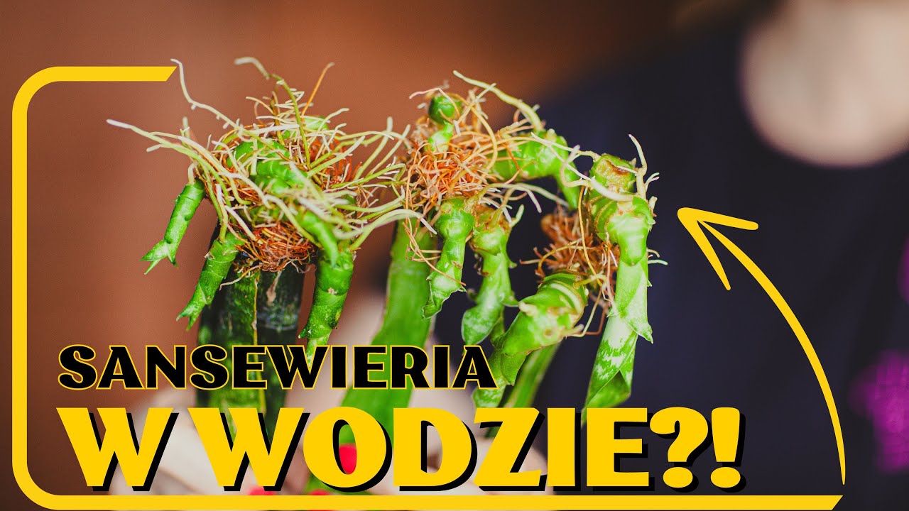 Czy sansewieria może żyć w wodzie i ukorzenić się z liścia? 🌿 Odpowiedź i dow&oacute;d 😎