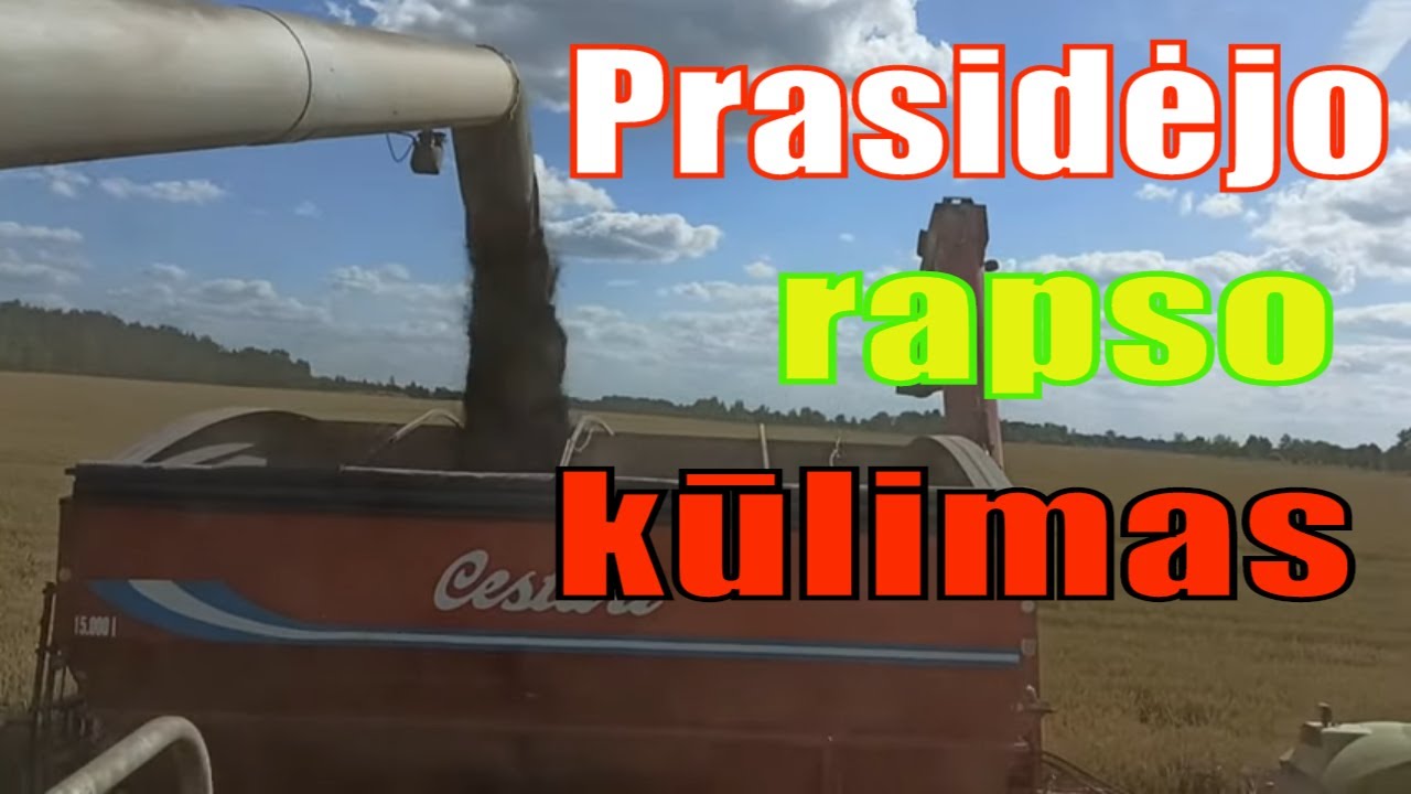 Javapjūtė 2020 / Žieminis rapsas eina į trasą/prasidėjo rapso kūlimas