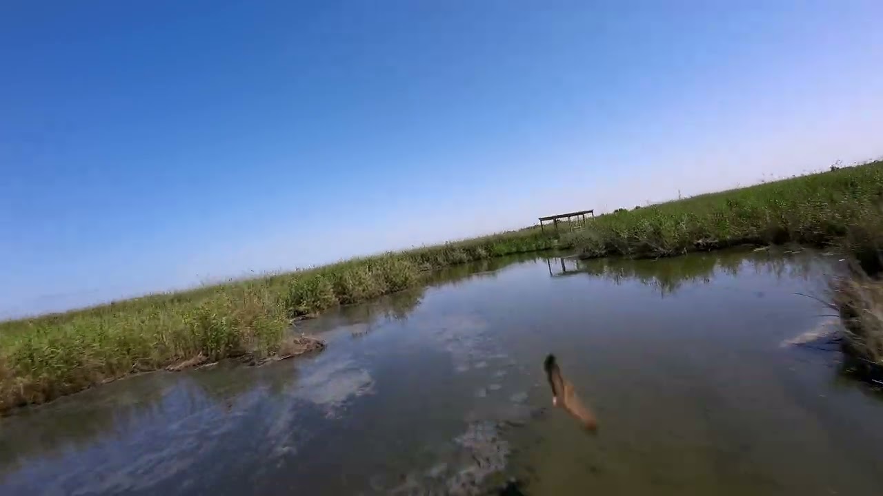 Jahra Nature Reserve | محمية الجهراء الطبيعية |الكويت | kuwait | Dji avata 4k