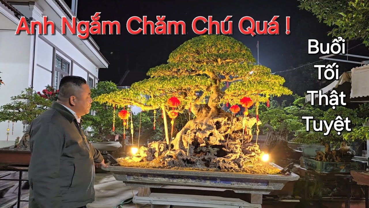 CHIÊM NGƯỠNG CÂY vào buổi tối tại VƯỜN Bonsai ĐỨC HUY cùng với Anh Huy BVTUQĐ 108 THẬT TUYỆT !