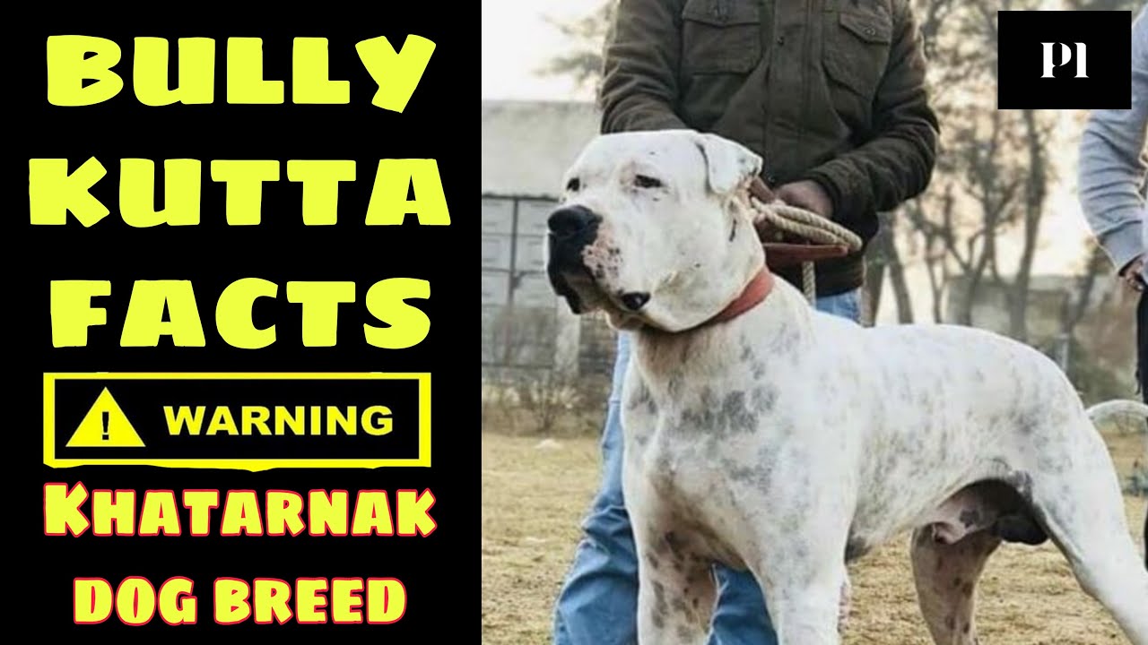 Bully Kutta Facts you should know before buying l Petsinfomania