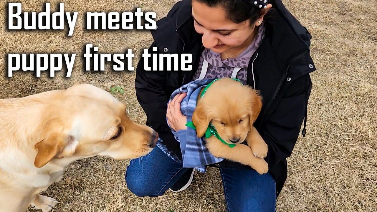 Labrador Meets his New Puppy Brother Golden Retriever for the First Time @ouramericandream1183