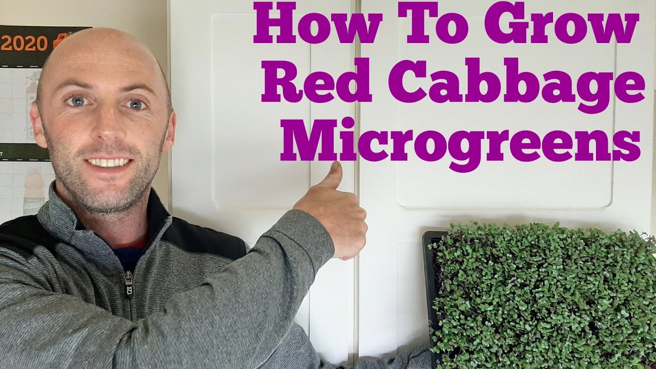 How to Grow Red Cabbage Microgreens