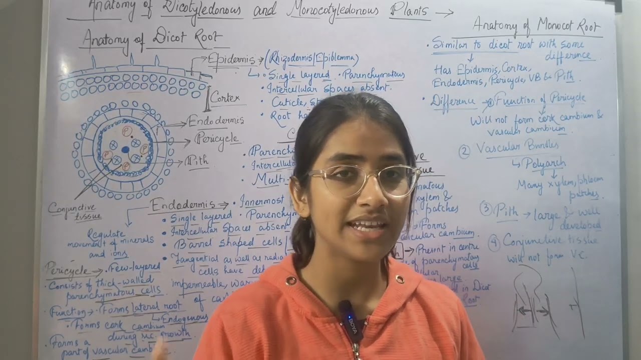 Anatomy of Dicot and Monocot Root 