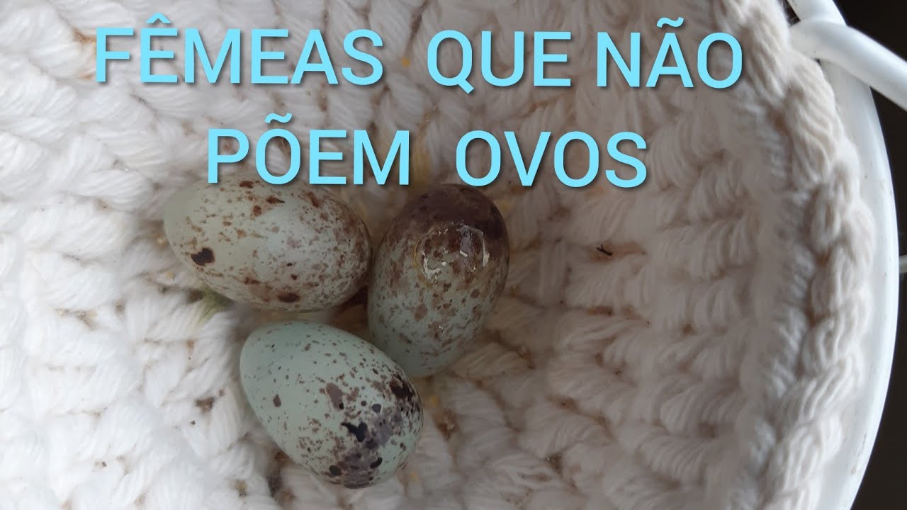 FÊMEAS que não põem OVOS