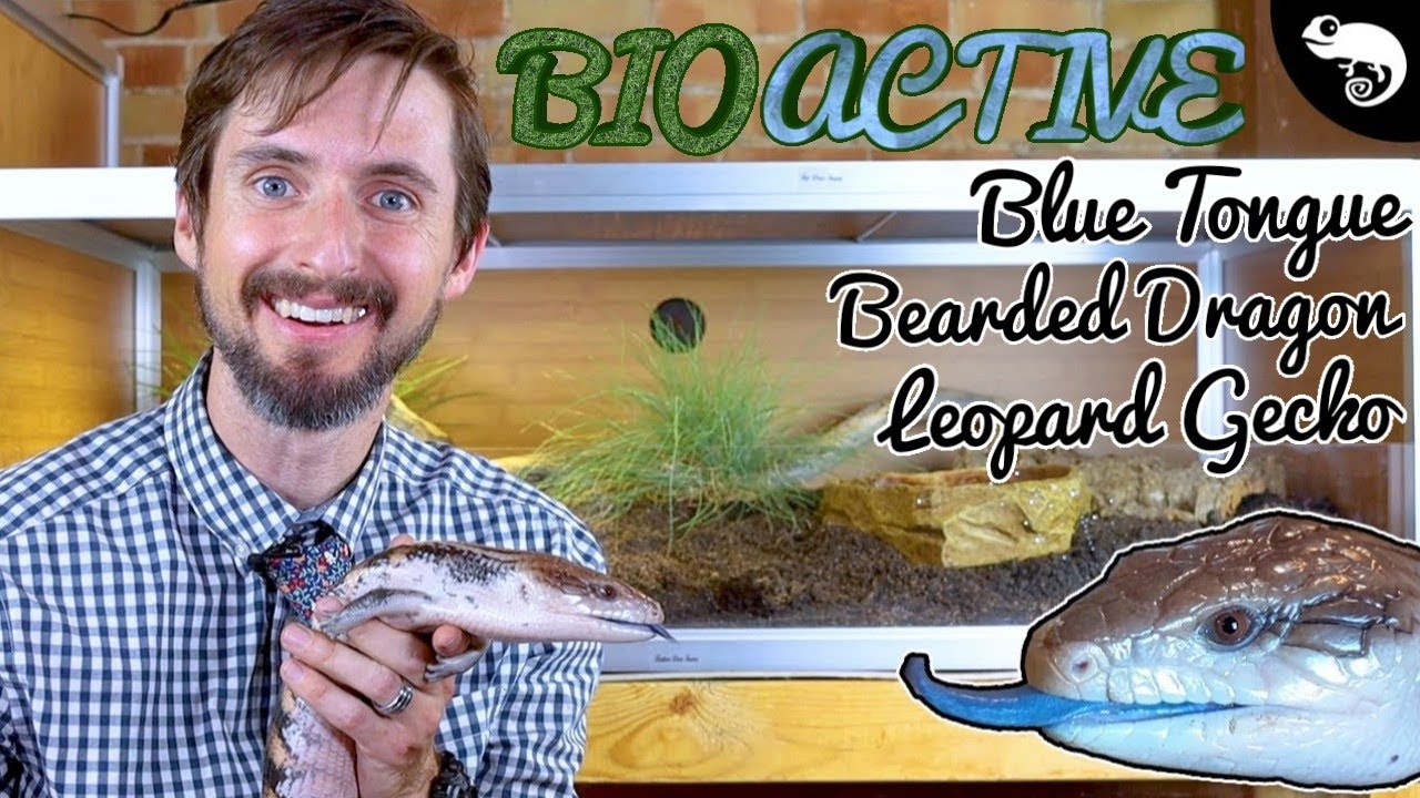 Experimental BIOACTIVE Enclosure For Blue Tongues, Leopard Geckos, Bearded Dragons, etc.
