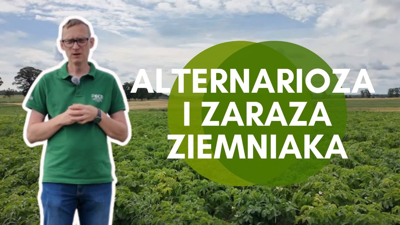 PODR : Alternarioza i zaraza ziemniaka