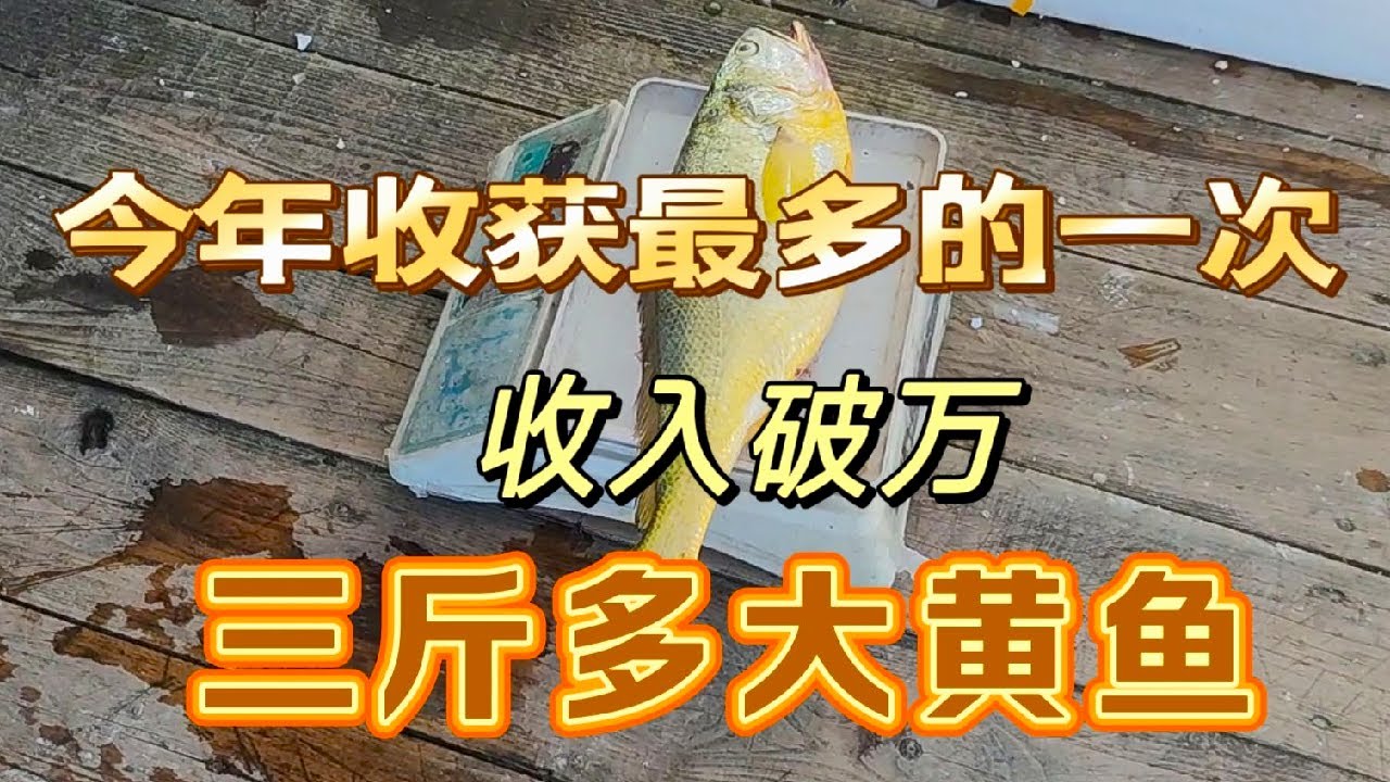 今年出海捕鱼收入最多一次！有条三斤多的大黄鱼，收入直接破万了！