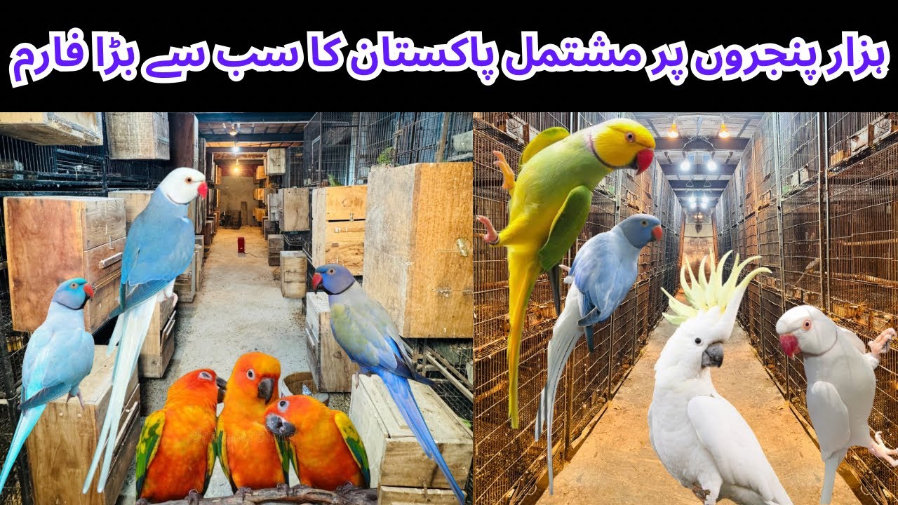 🔥 “Pakistan Ka Sab Se Bara Parrot Farm | 1000 Pinjron Par Mushtamil” 🔥   