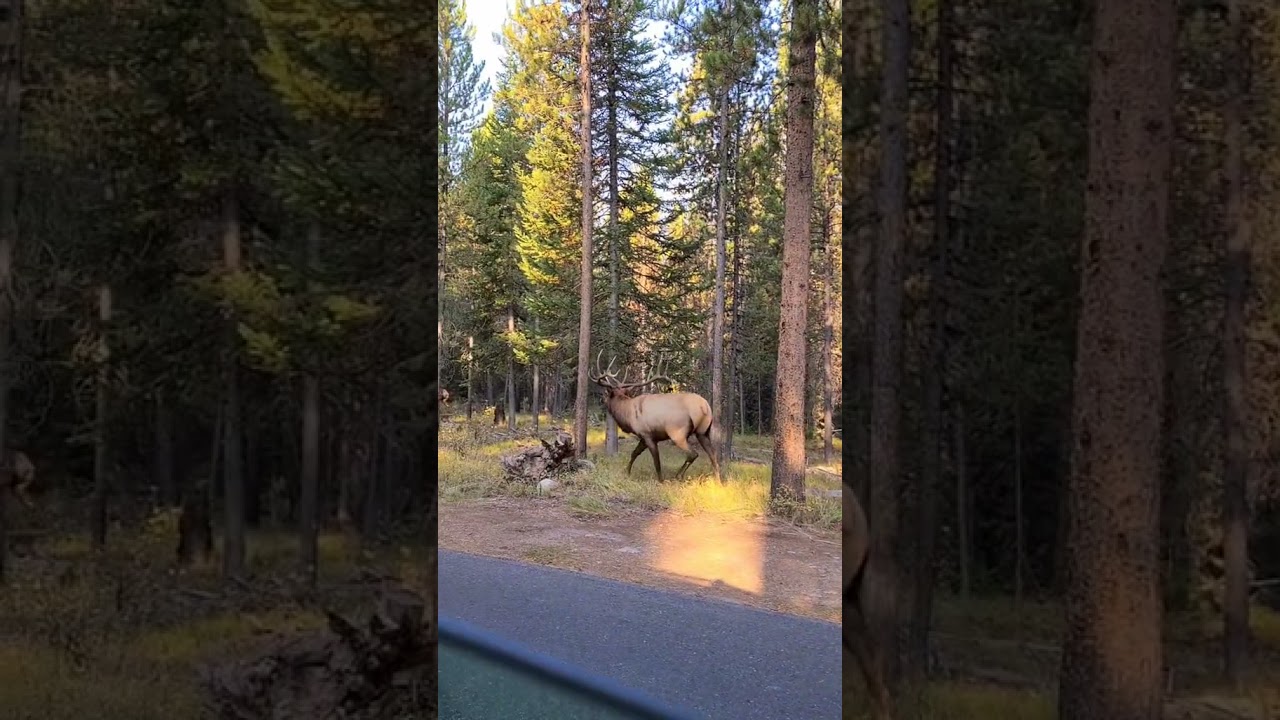 This moose sound like sea creature right?