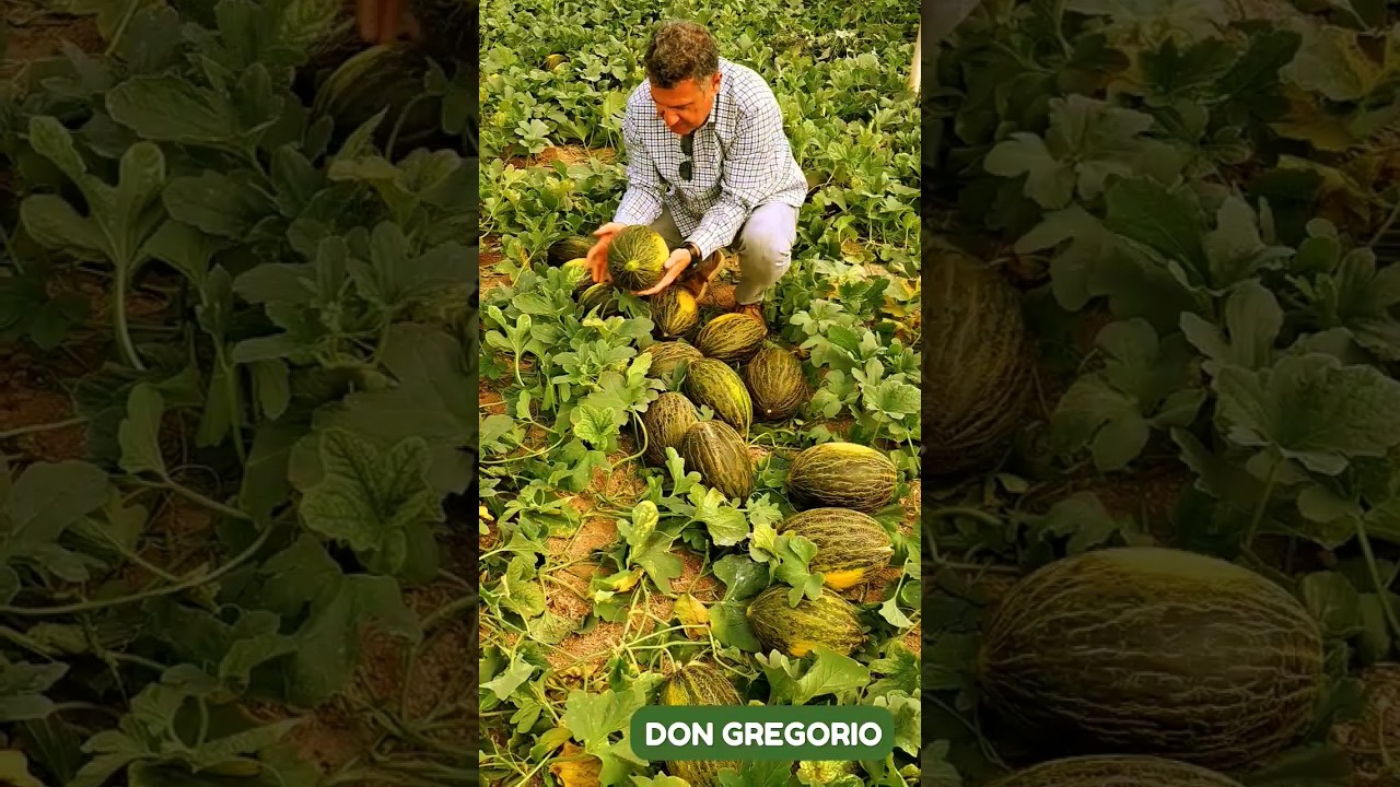 Gonzalo Ormaechea nos presenta nuestro MELÓN PIEL DE SAPO  para INVERNADERO Don Gregorio #shorts
