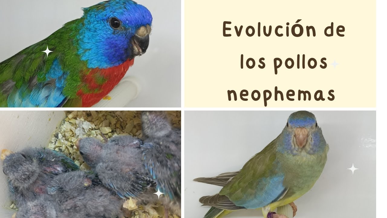 C&oacute;mo est&aacute; siendo la evoluci&oacute;n de los pollos de neophemas ,est&aacute;n espectaculares.