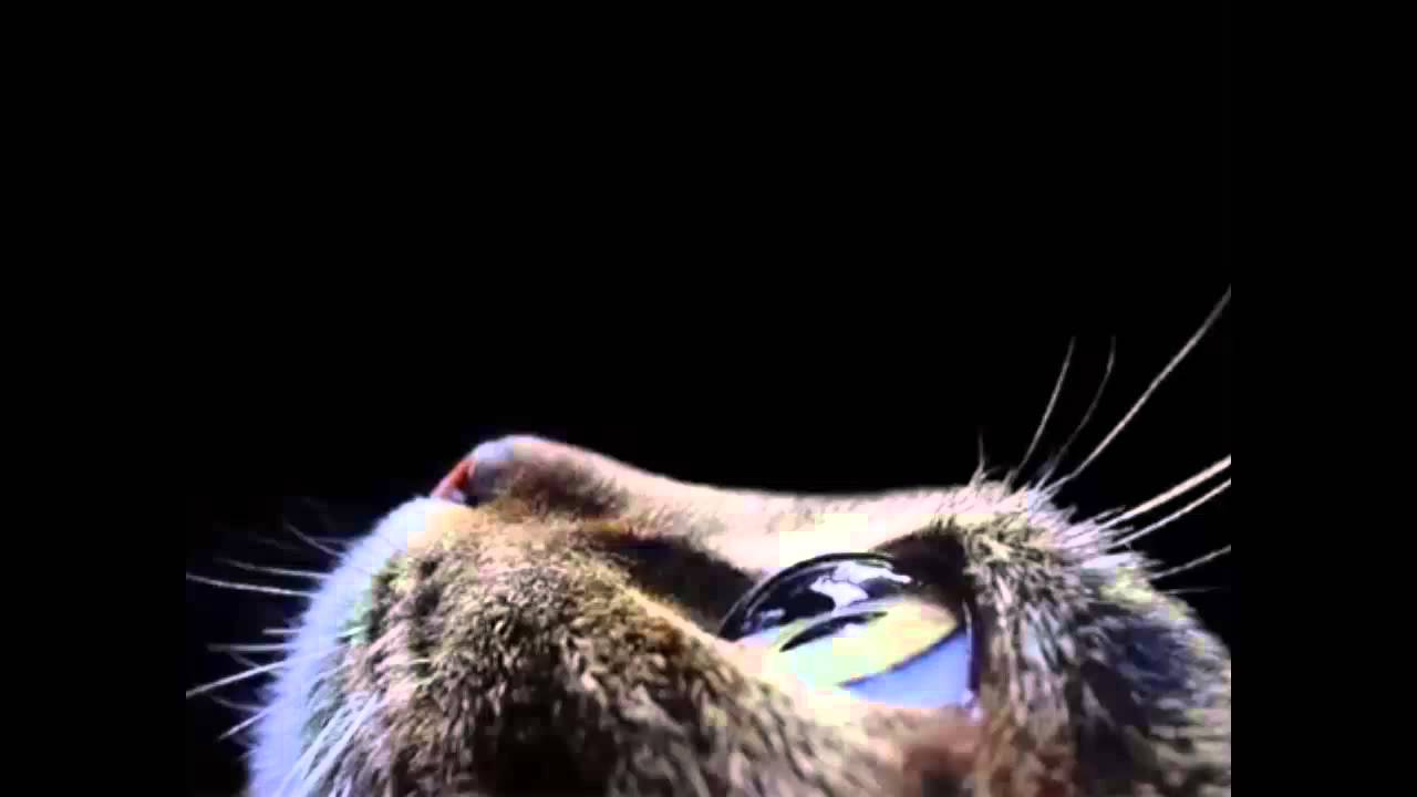 Oda al Gato -Pablo Neruda-