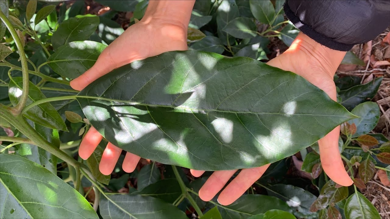 How big your avocado tree leaves can grow? Fuerte and Sharwil Avocado Tree
