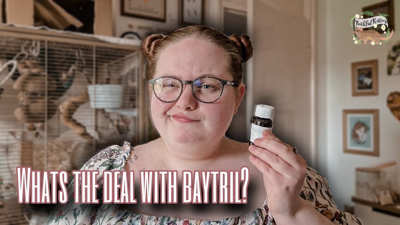 What's The Deal With Baytril?🐀💊 | rat medical care
