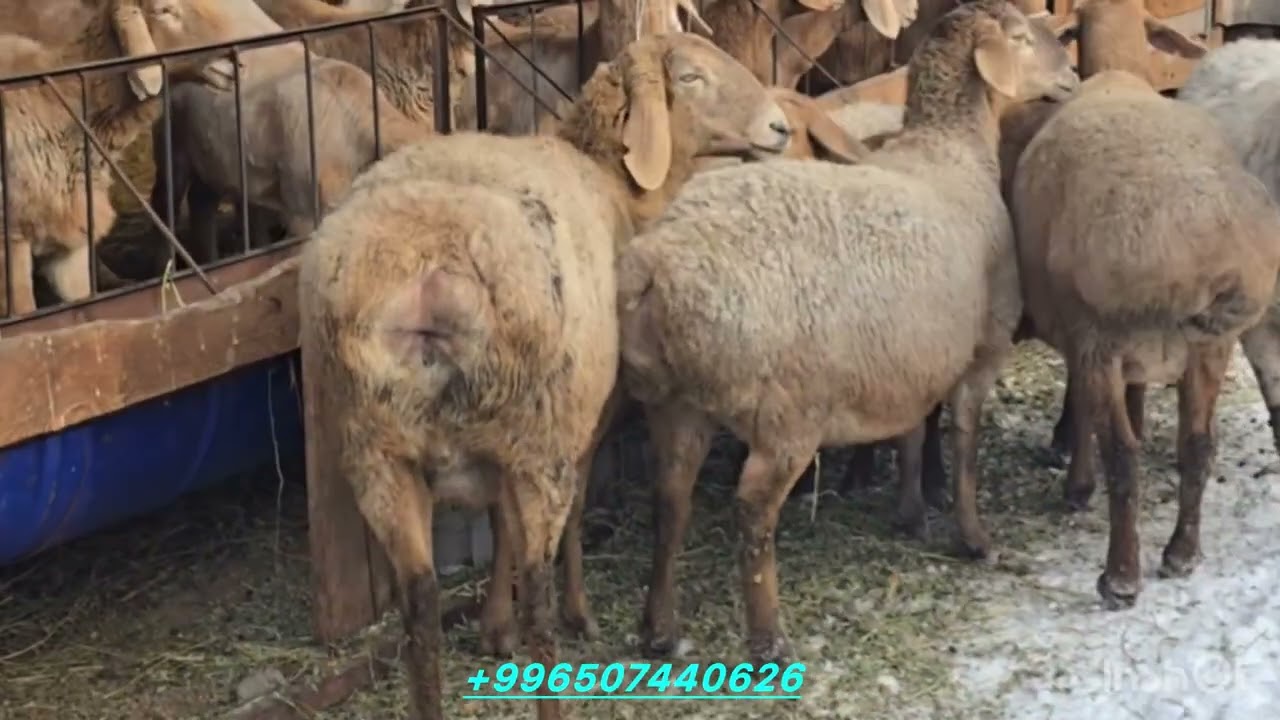 АРАШАН БООЗ КОЙДОР, ТОКТУЛАР 🔝 ЛИНИЯ МАГНИТ, ГЕРМЕС