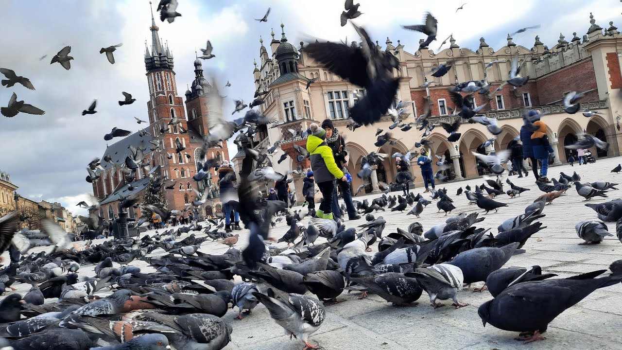 Pigeon Paradise