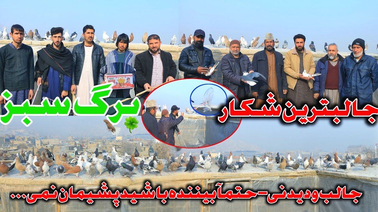 جالبترین شکار کفتر- شور و هیجان حتمآ بیننده باشید پشیمان نمی... | Fantastic hunting of Pigeon by...