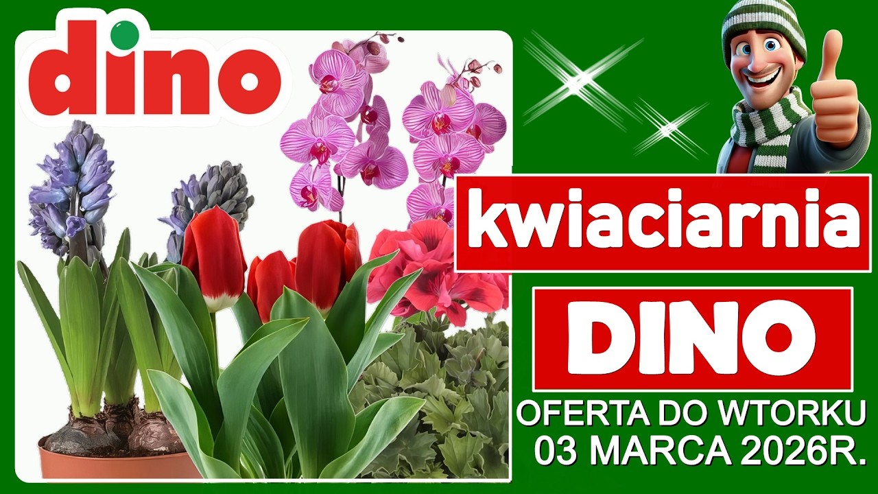 DINO MARKET | Nowa Oferta od Wtorku 03.03.2026 | Tanie Kwiaty w Dino