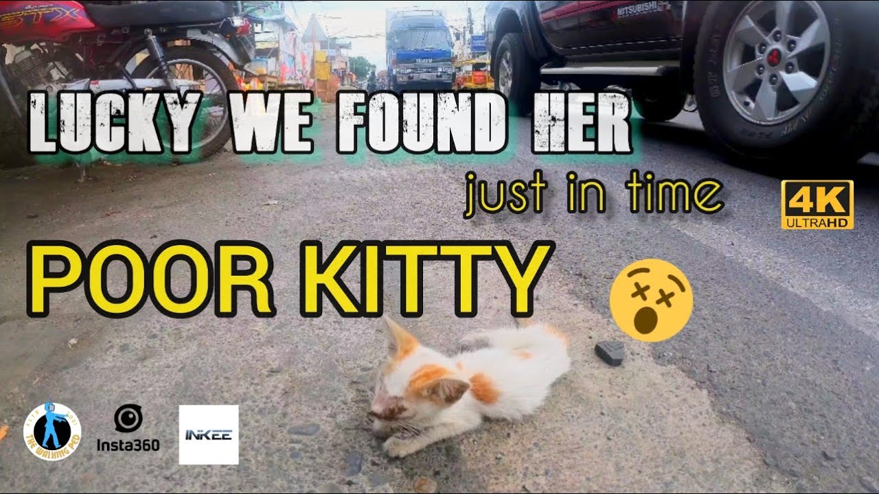 SHOCKING CAT RESCUE IN MANGALDAN PANGASINAN | WALKING TOUR