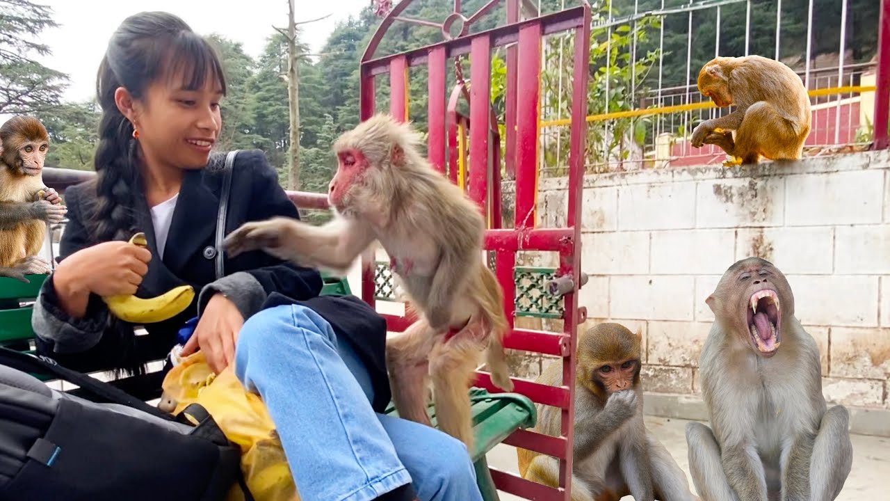Monkey Attack in McLoedganj 🐒 😱