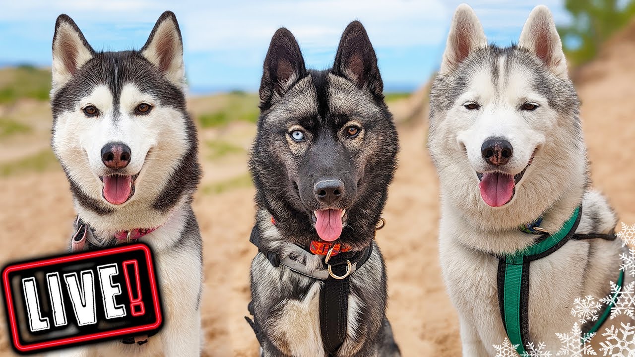 My Husky Wants to Hang Out With You! 🔴 LIVE Q&A