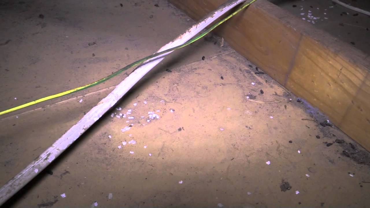 Rodent Damaged Electrical Wiring