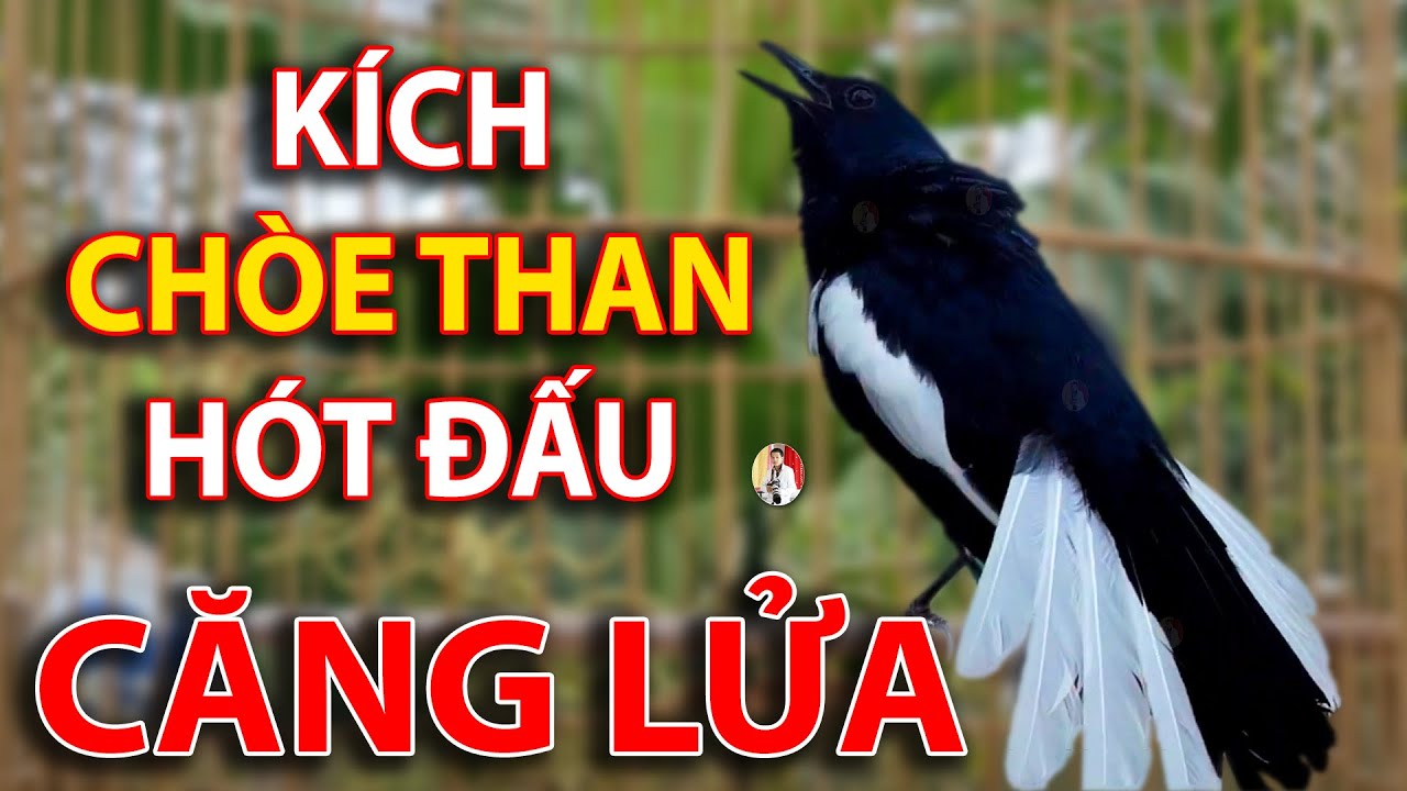 Chòe Than Hót Chuẩn GIỌNG NÚI RỪNG Kích Chòe Than Hót Đấu Luyện Choè than HÓT HAY choe than#choethan