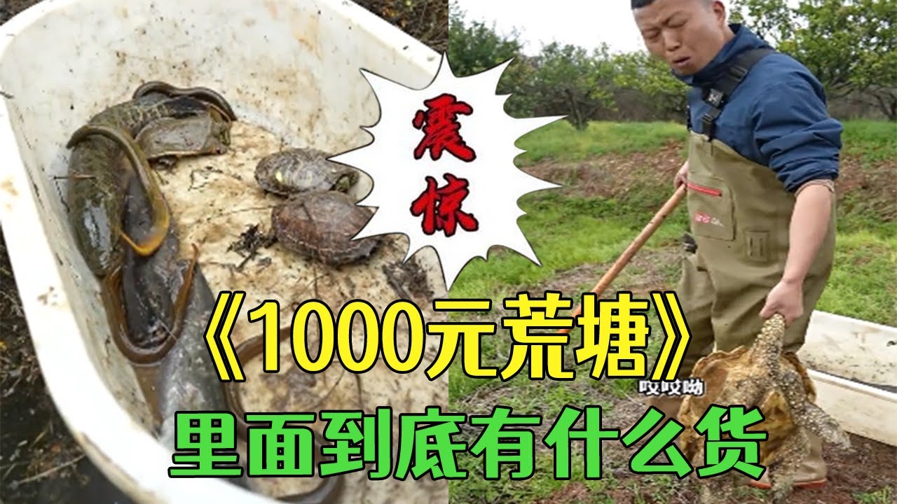 1000元包下壹口荒塘，裏面到底有什麽貨？#小飛哥#新農人計劃2026 #三農 #鄉村守護人 #戶外#包塘