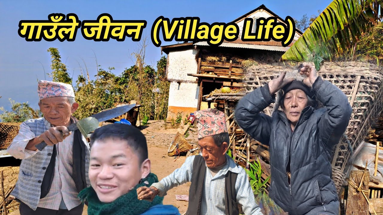 मेहनती हातहरु गाउँमा यसरी गरिन्छ घास दाउरा #villagelife #sturggle @Sarojvlog001 