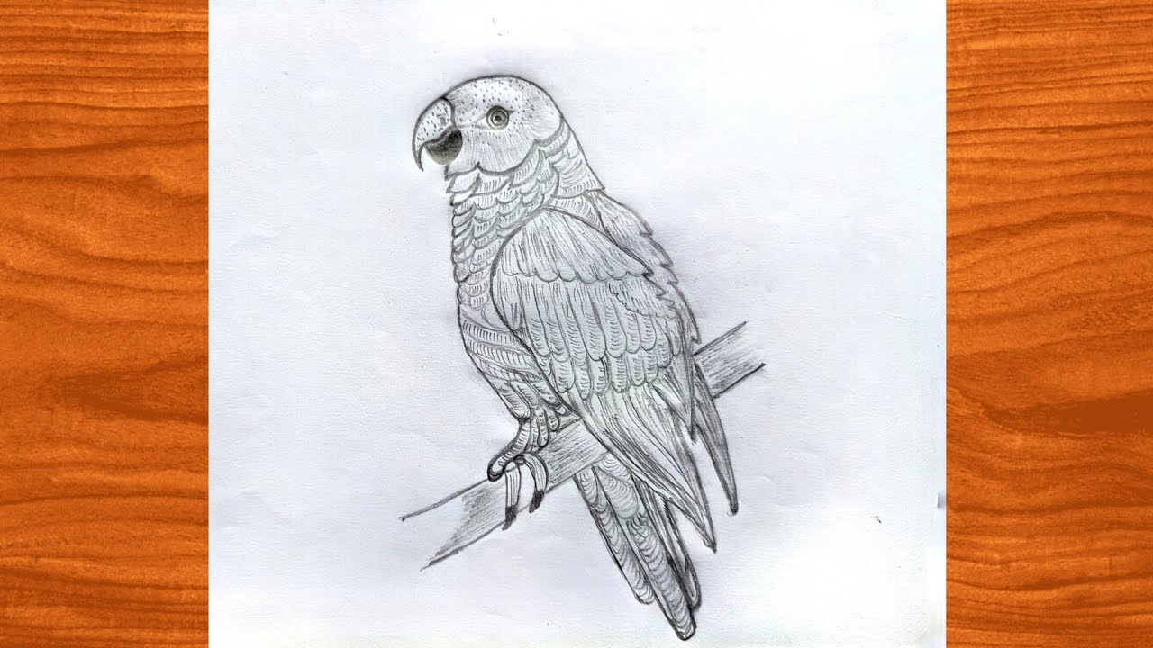 How to draw a beautiful Parrot easy✨@SandhyaArtSpark 