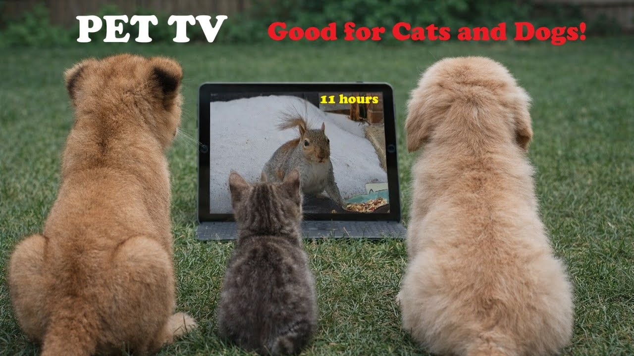 [4K]📺 (Wildlife Cam 02-03-2026) Entertaining PET TV for Dogs and Cats to Watch! 11hrs