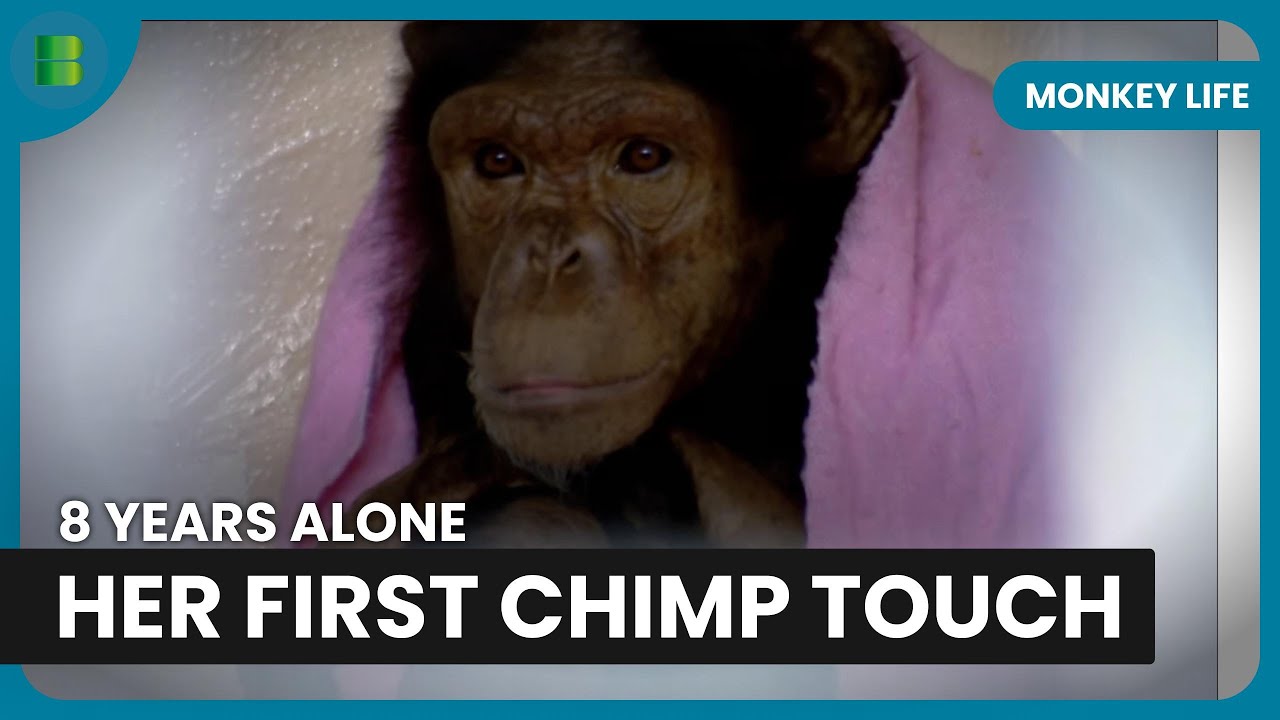 Kiki Meets Patricia First Time After 8 Years Alone | Monkey Life