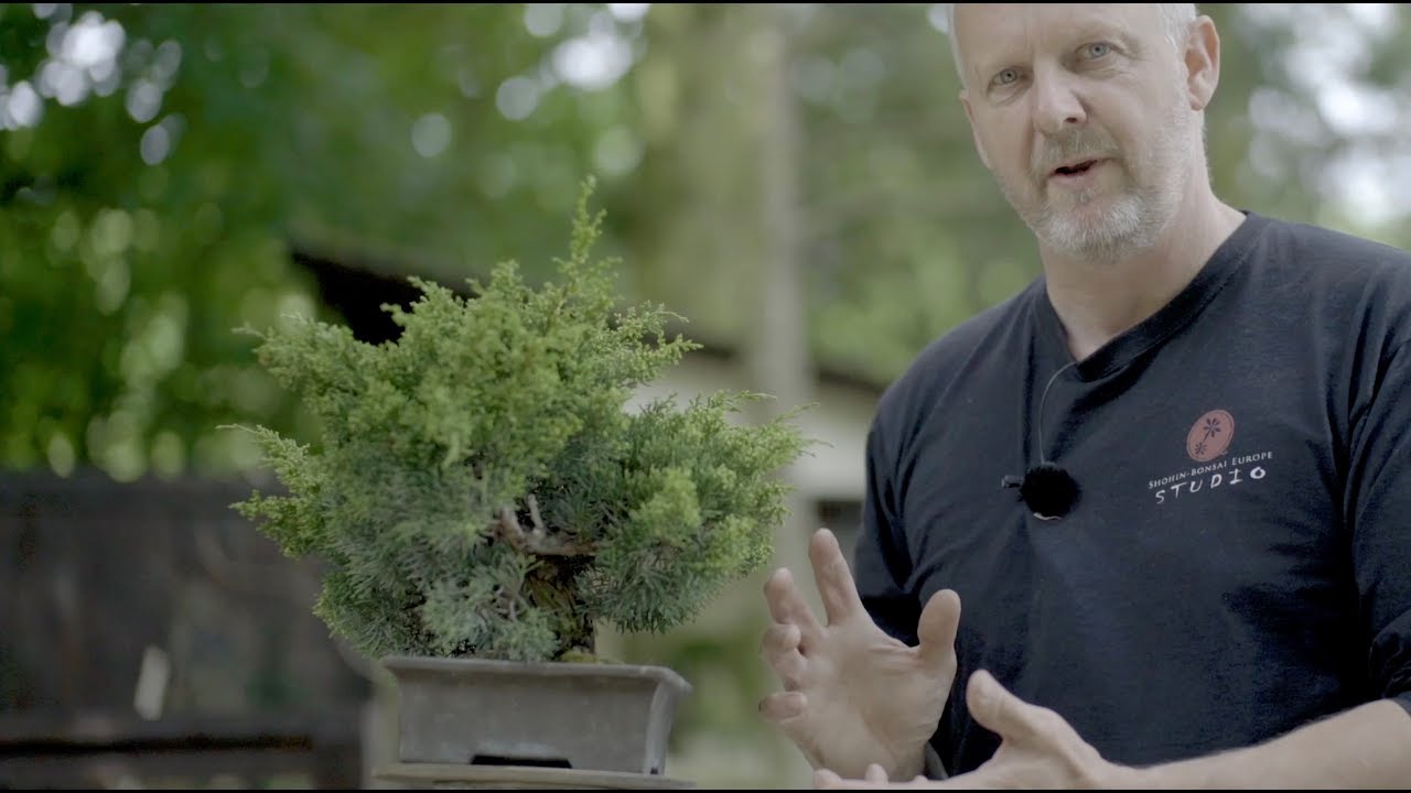 Styling a Juniper Bonsai tree