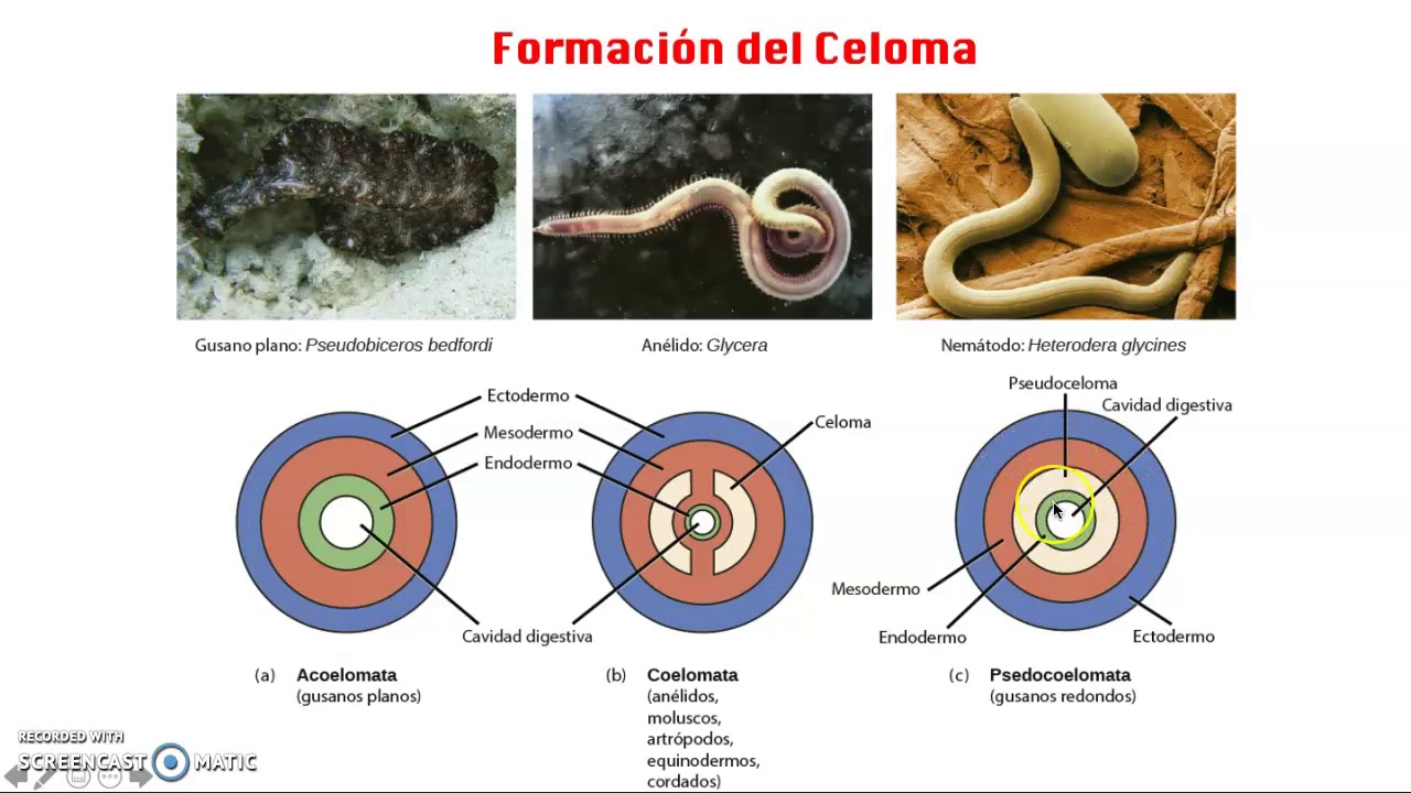 Características Protostomados y Deuterostomados